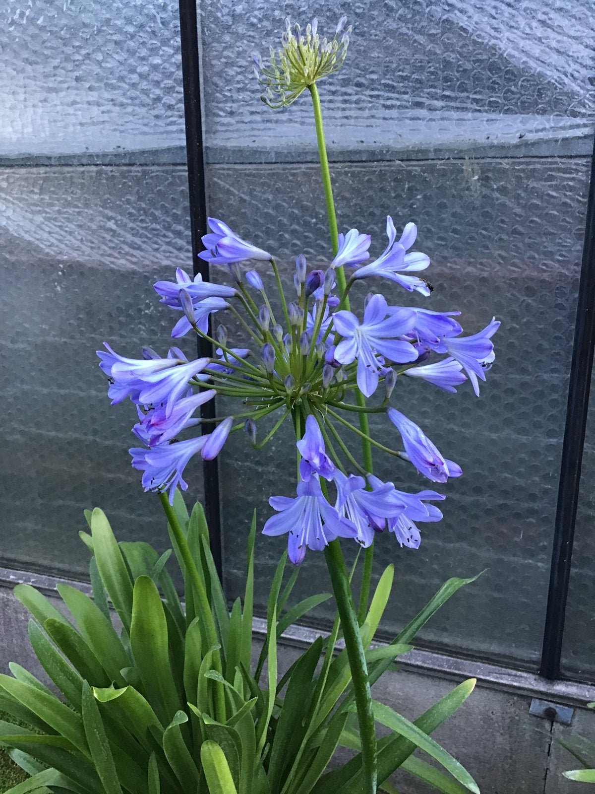 Meerdere Agapanthus te koop met veel bloemknoppen., Autres espèces, Été, Enlèvement, Plante fixe