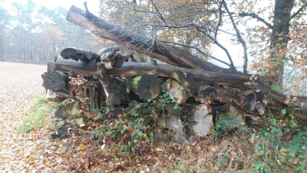 inlandse eiken gekapt, Doe-het-zelf en Bouw, Hout en Planken, Ophalen, Eiken, Overige typen, Zo goed als nieuw
