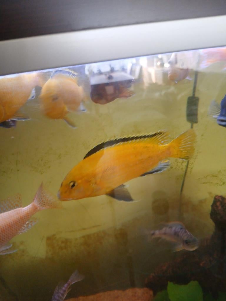 Lambidochromis
