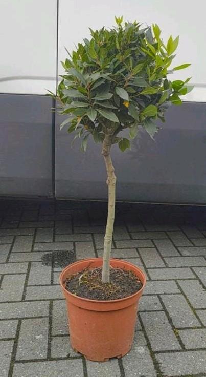 Echte laurier, Laurus nobilis, pot 24cm, kruiden, Tuin en Terras, Ophalen