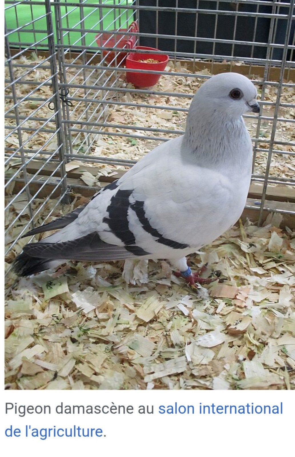 Damascene Syrien Damas très rare présenté au salon agricole, Plusieurs animaux, Autres espèces