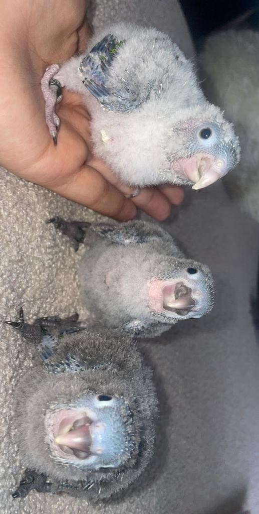 Petit perroquet conure, Animaux & Accessoires, Perroquet