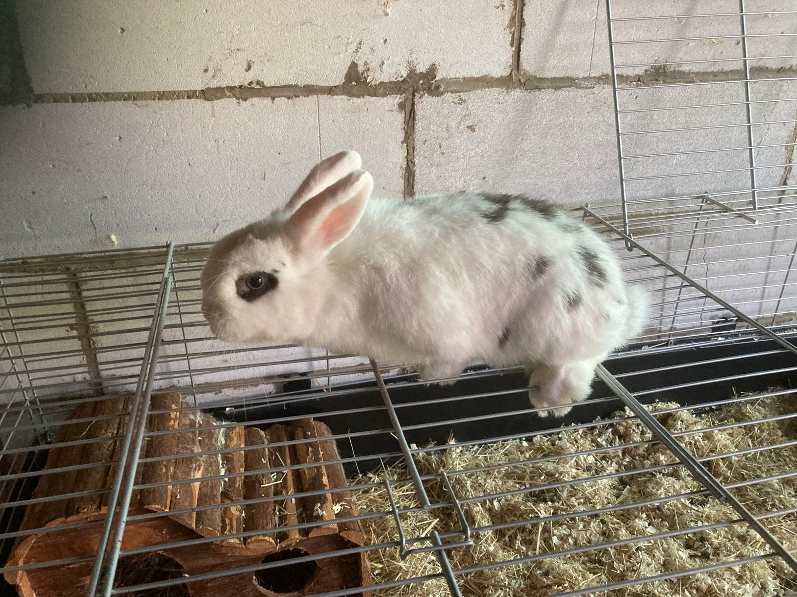 Dwergkonijn, Dieren en Toebehoren, Vrouwelijk, Dwerg
