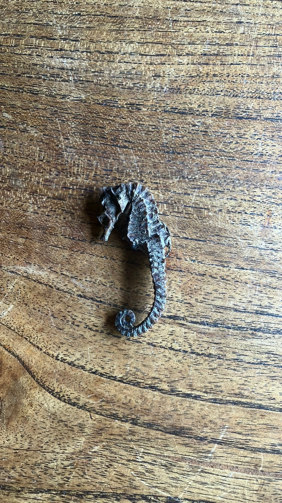 Hippocampe séché, Enlèvement ou Envoi, Comme neuf