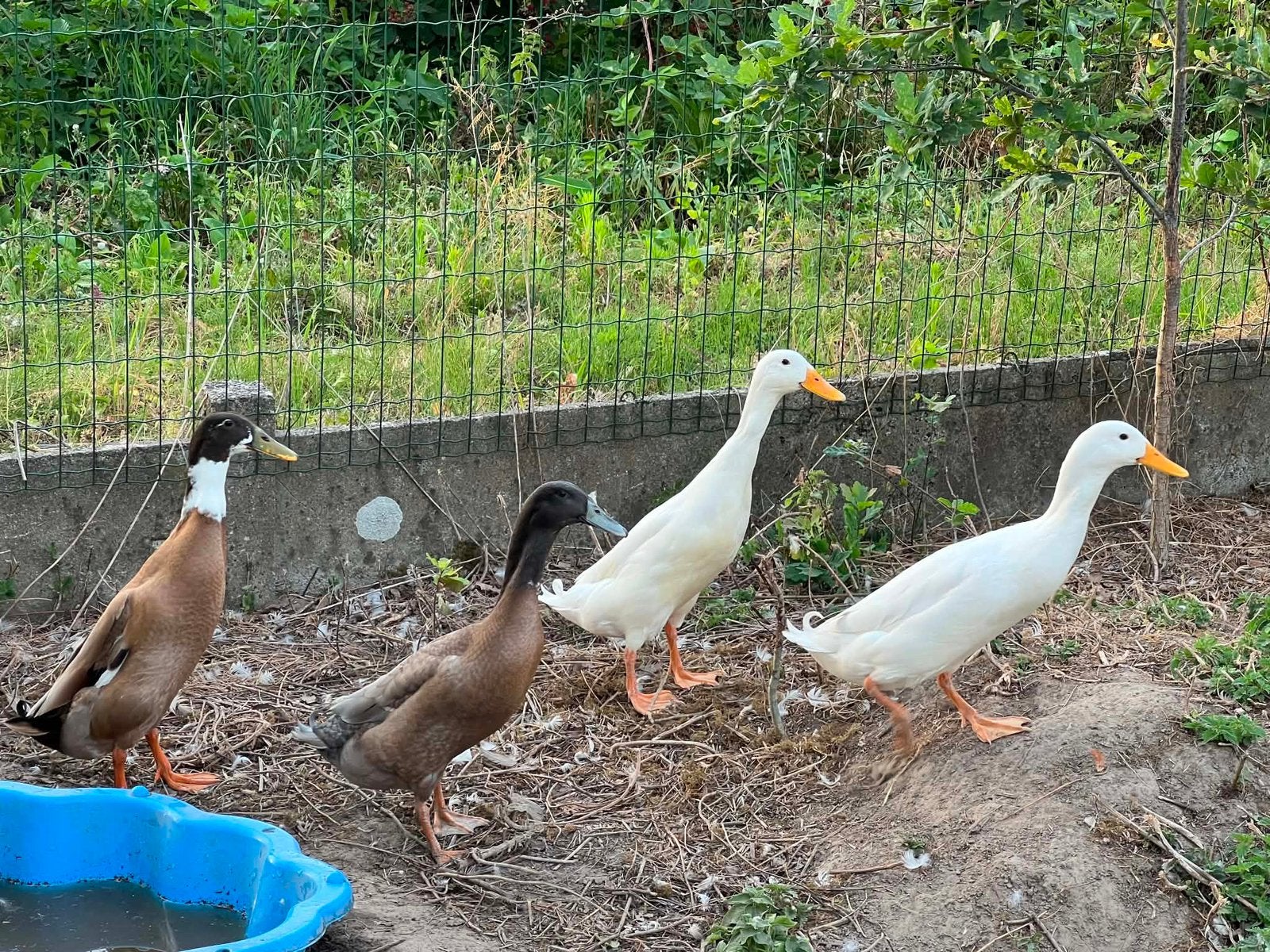 Witte loopeend te koop, Dieren en Toebehoren, Pluimvee