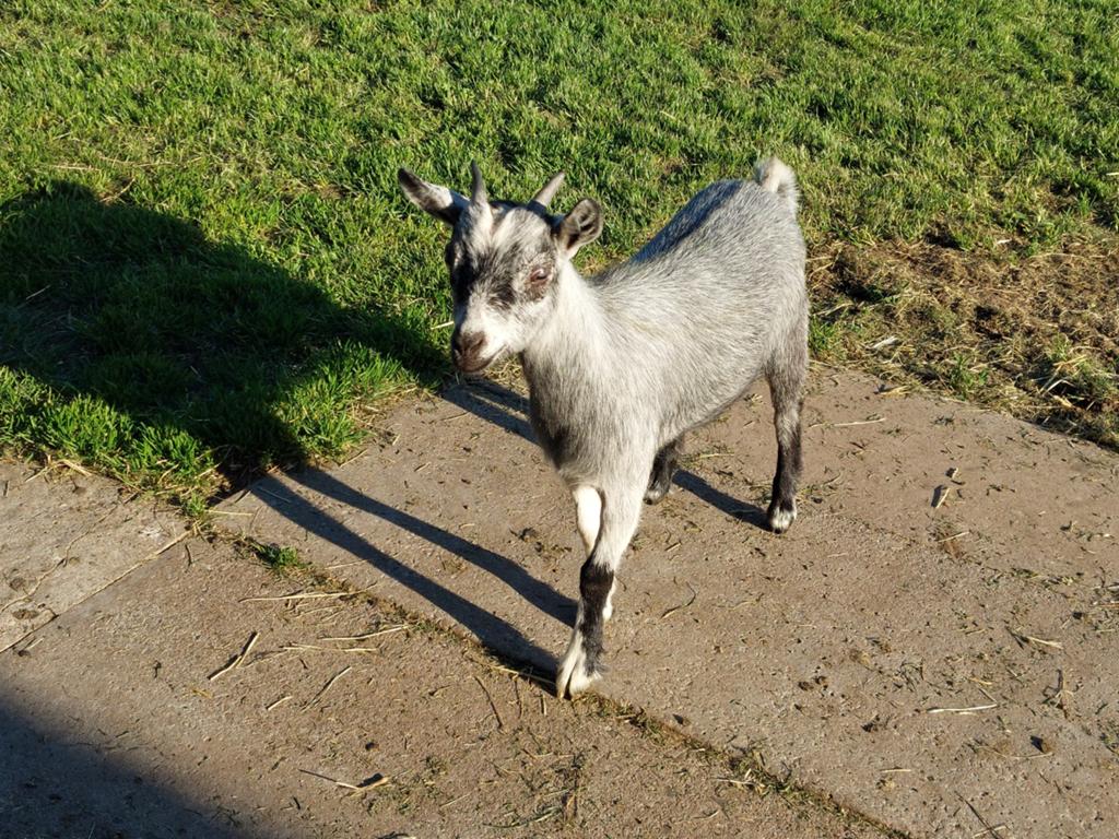 Chèvre en fourrure de moisissure bleue âgée de 5 mois