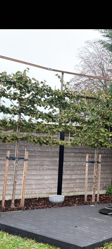 Leibomen, Jardin & Terrasse, Espalier, Ne fleurit pas, Enlèvement, Ombre partielle