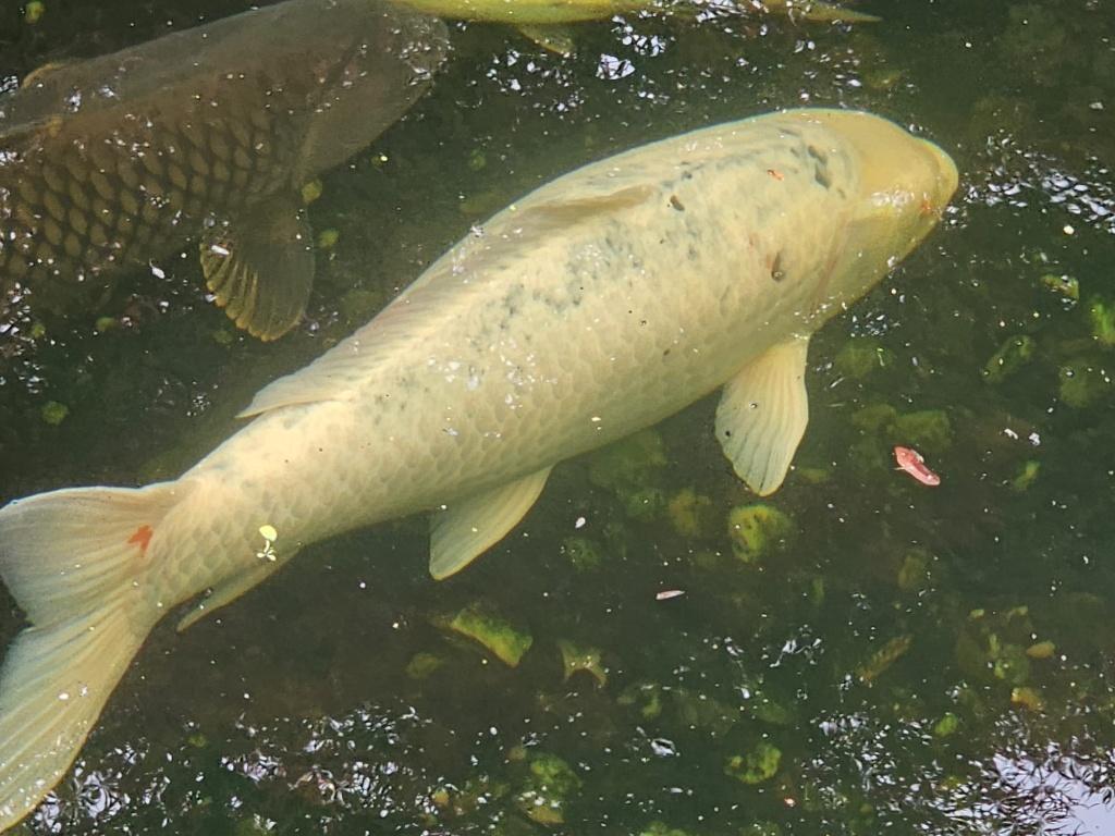 De laatste 6 europeese koi's te koop, Tuin en Terras, Vijvers, Ophalen