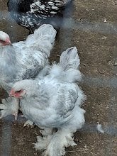 gratis jonge brahma haantjes, Mannelijk, Kip
