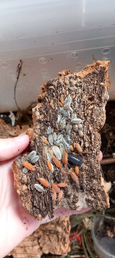 Isopods/pissebedden (clean up crew Terrarium), Animaux & Accessoires, Animaux Autre, Plusieurs animaux, Janvier