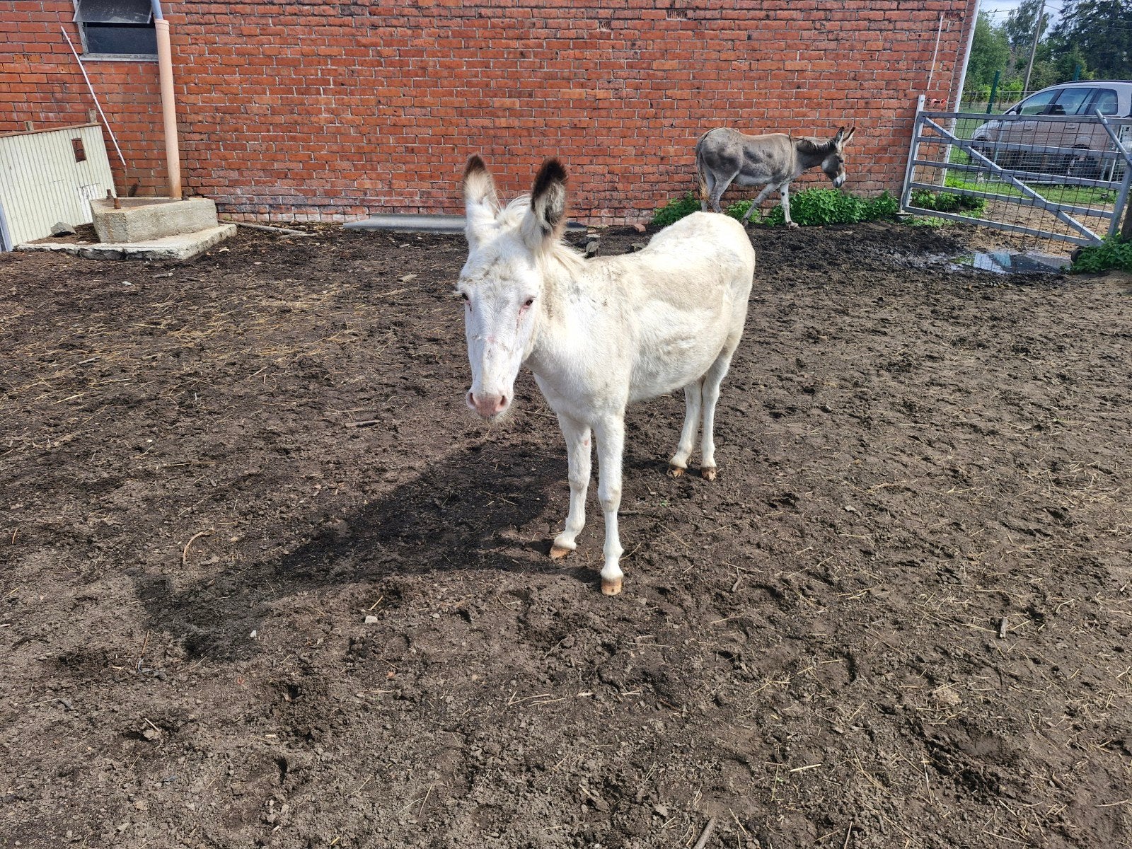 witte ezel merrie, Dieren en Toebehoren, Merrie, Gechipt, 3 tot 6 jaar