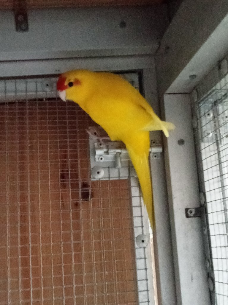 Gele kakariki, Dieren en Toebehoren, Geringd