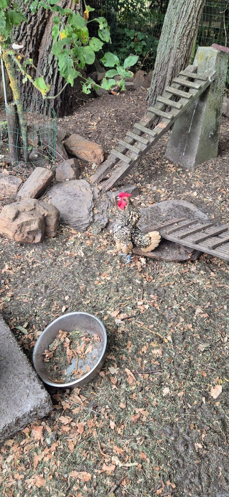 sebright haantje goud, Mâle, Poule ou poulet