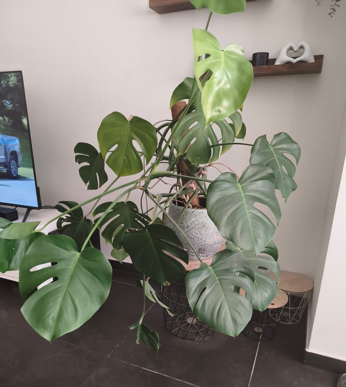 grote Monstera plant, Huis en Inrichting, Ophalen