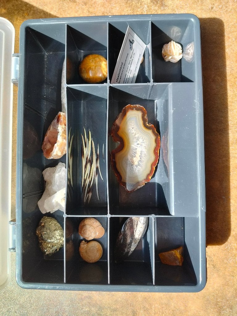Coffret Fossil #2, Enlèvement ou Envoi, Fossile