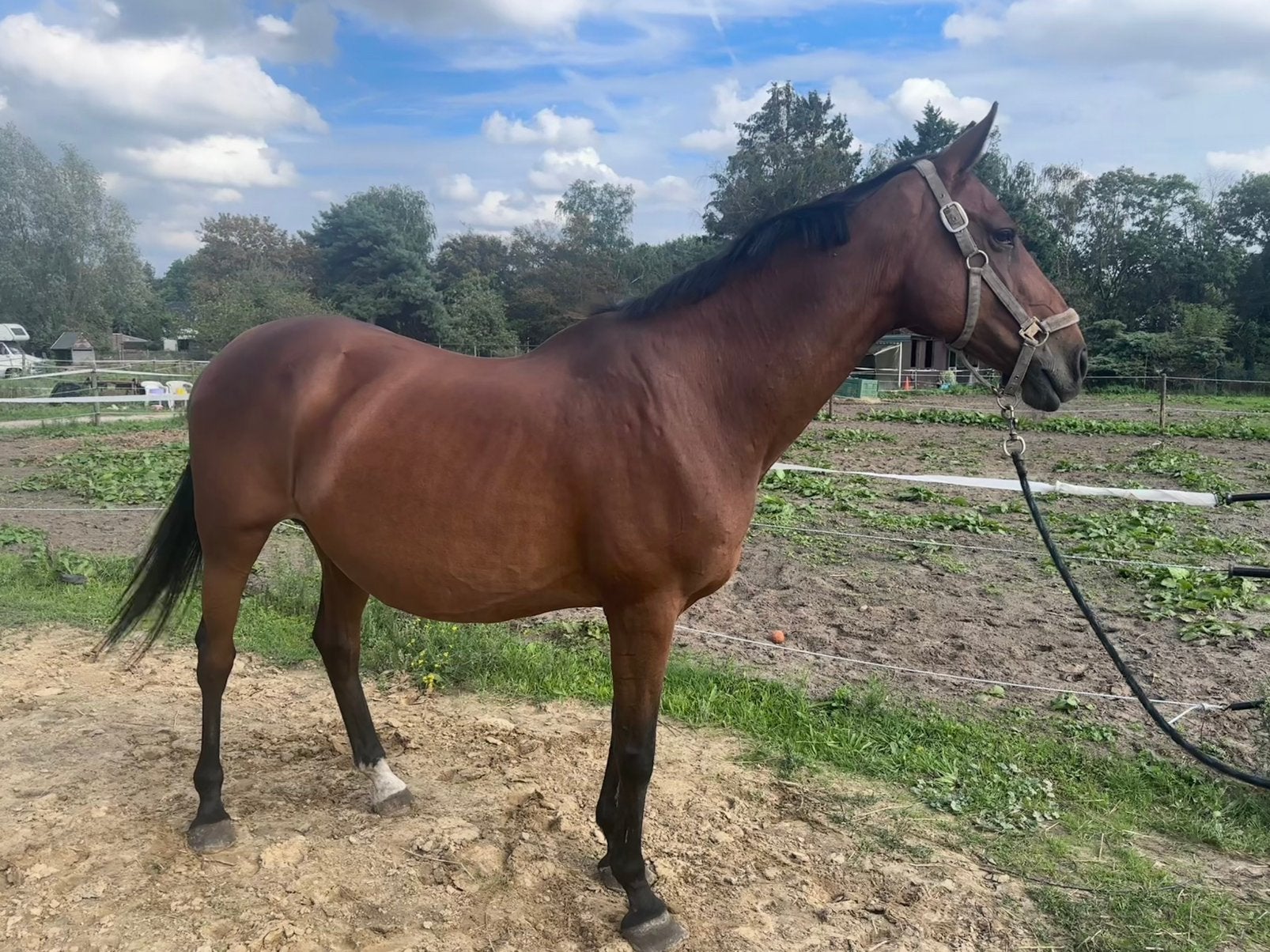 Kwpn ster merrie - fokmerrie te koop, Merrie, Springpaard, Met stamboom, M