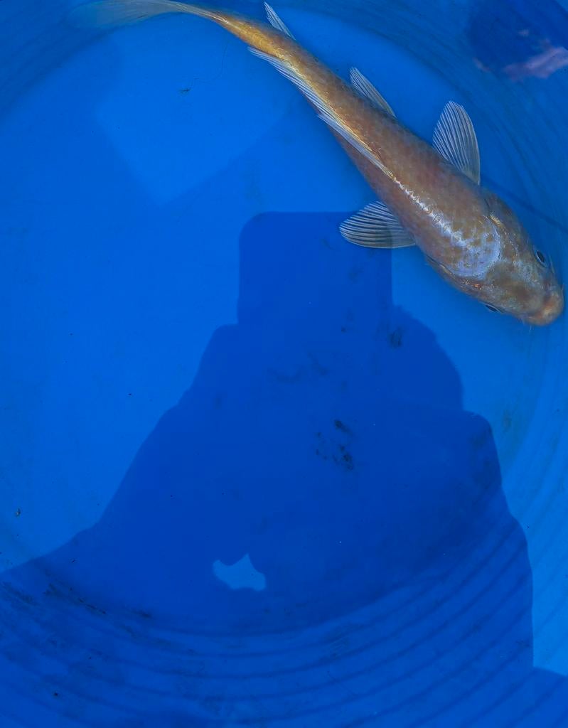 Koi, Animaux & Accessoires, Poissons | Poissons d'étang, Carpe ou Koï