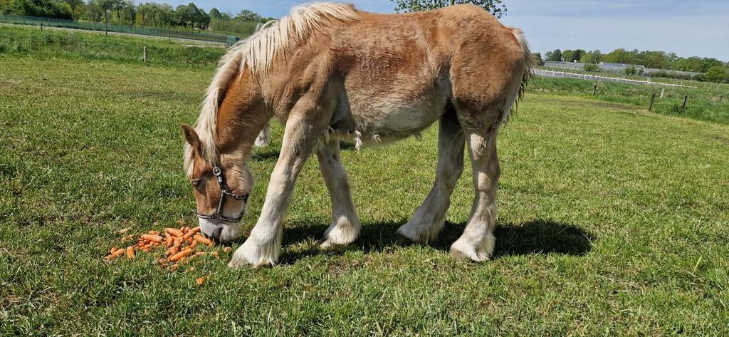 Zeer mooie trekpaarden, Dieren en Toebehoren, Paarden, Merrie, Met stamboom, Gechipt, Ontwormd, Ingeënt