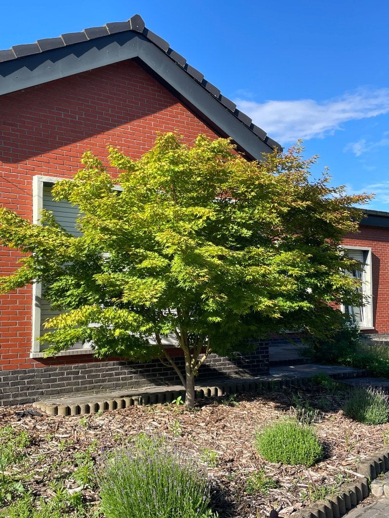 Japanse esdoorn, Tuin en Terras, Ophalen, Halfschaduw, Overige soorten, Lente
