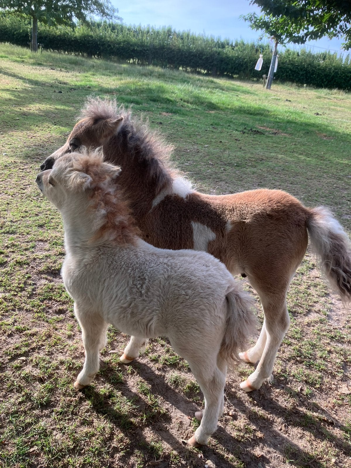 Stamboek schetlandpony veulens te koop, Merrie