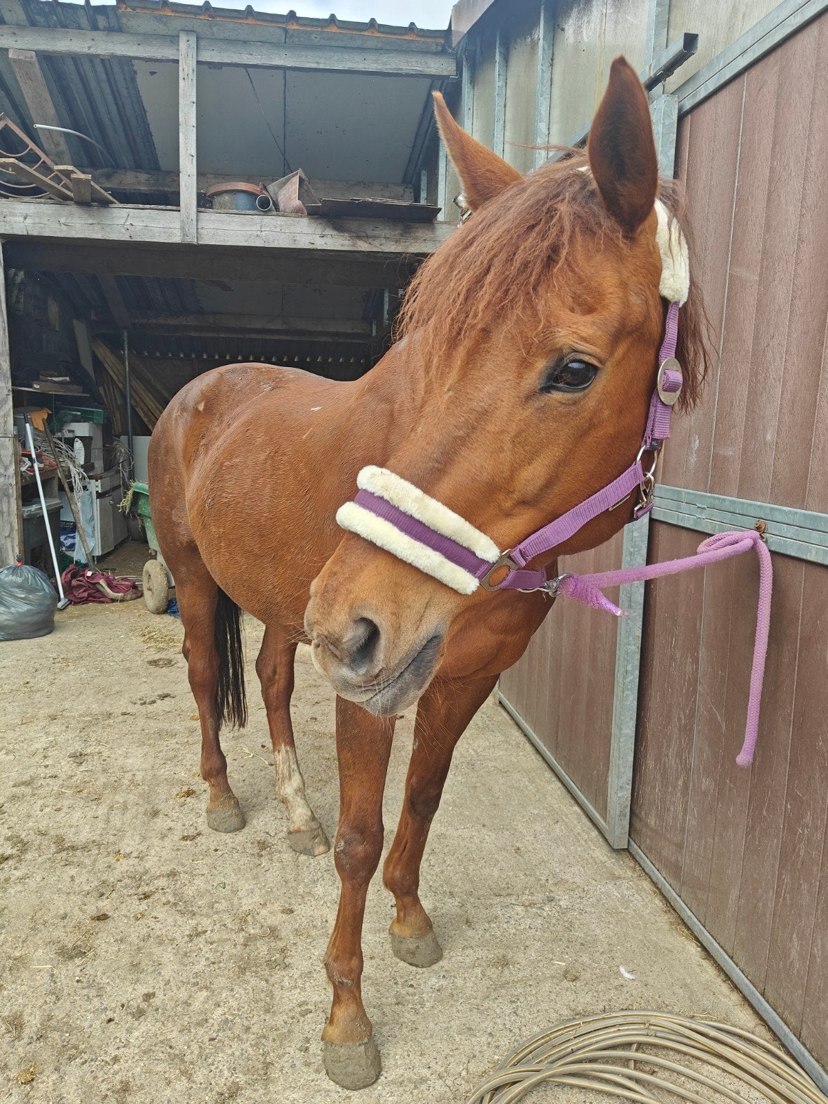 Randonnée à cheval/poulinière, 11 ans ou plus, M, 165 à 170 cm, Avec pedigree