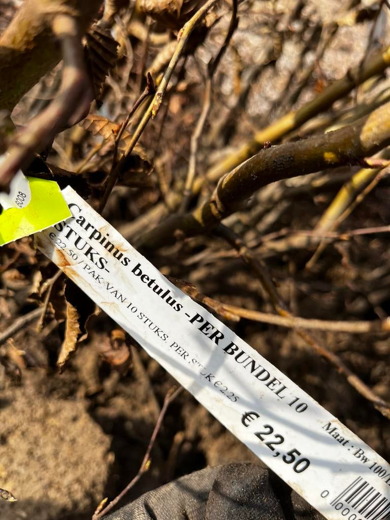 Haag - campinus betulus - 70stuks, Tuin en Terras, Planten | Struiken en Hagen, Ophalen, Haagbeuk, Haag, 100 tot 250 cm