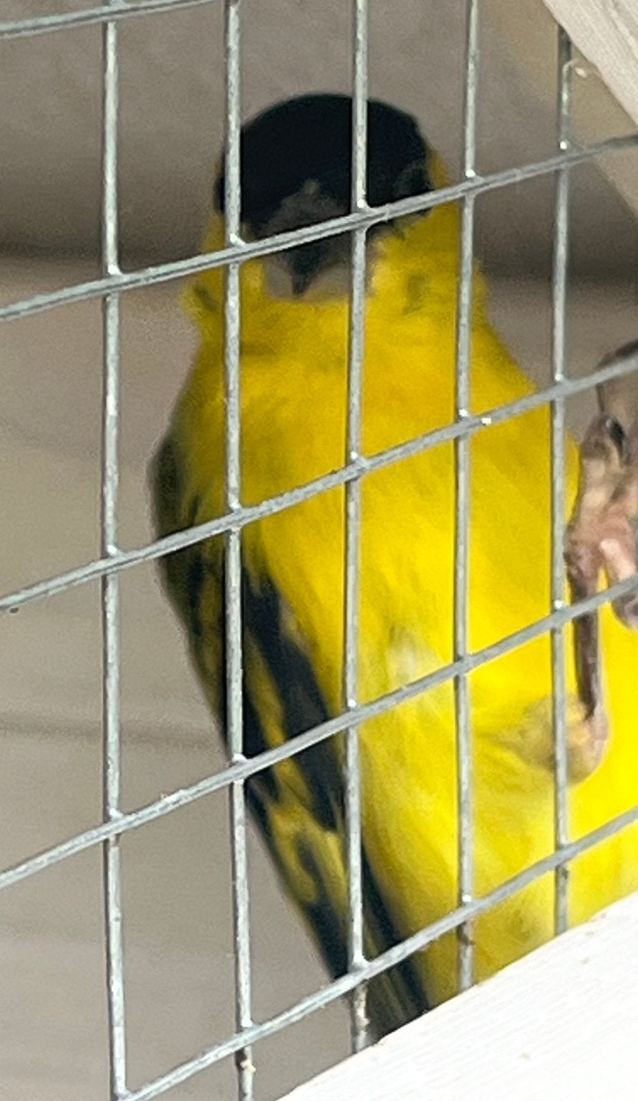 Yarrel sijsje koppeltje Colombia knalgeel, Dieren en Toebehoren, Vogels | Overige Vogels, Meerdere dieren, Geringd