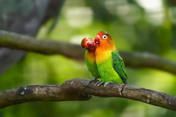 Gezocht: agapornis Fischeri zuivere wildkleur, Animaux & Accessoires, Plusieurs animaux, Oiseau tropical