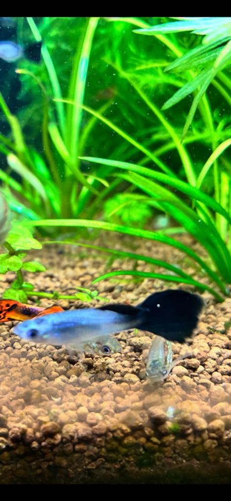 Man en vrouwtjes panda Guppy, Dieren en Toebehoren, Vissen | Aquariumvissen, Zoetwatervis