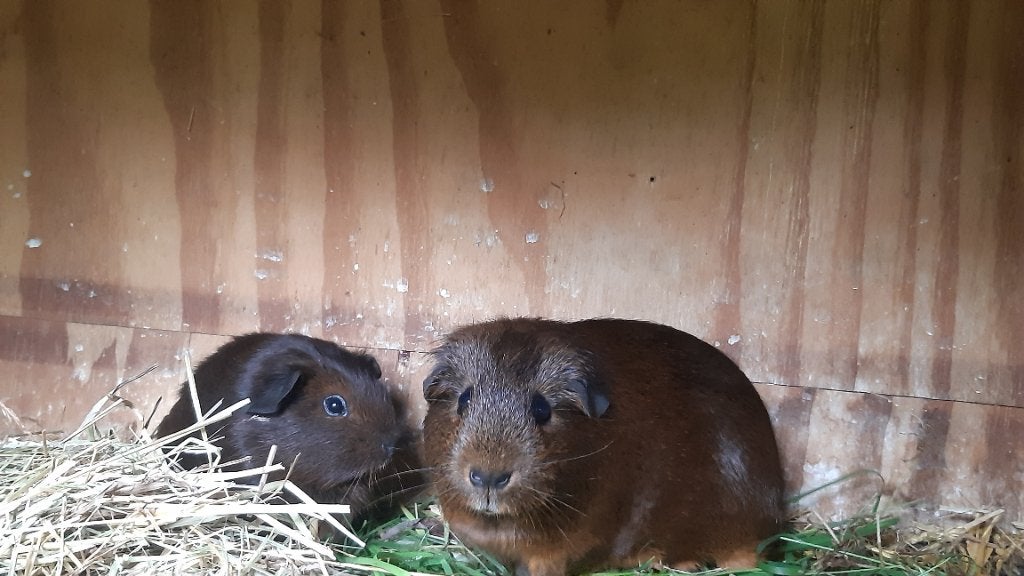 Goudagouti cavia zeugje, Dieren en Toebehoren, Knaagdieren, April, Vrouwelijk, Cavia