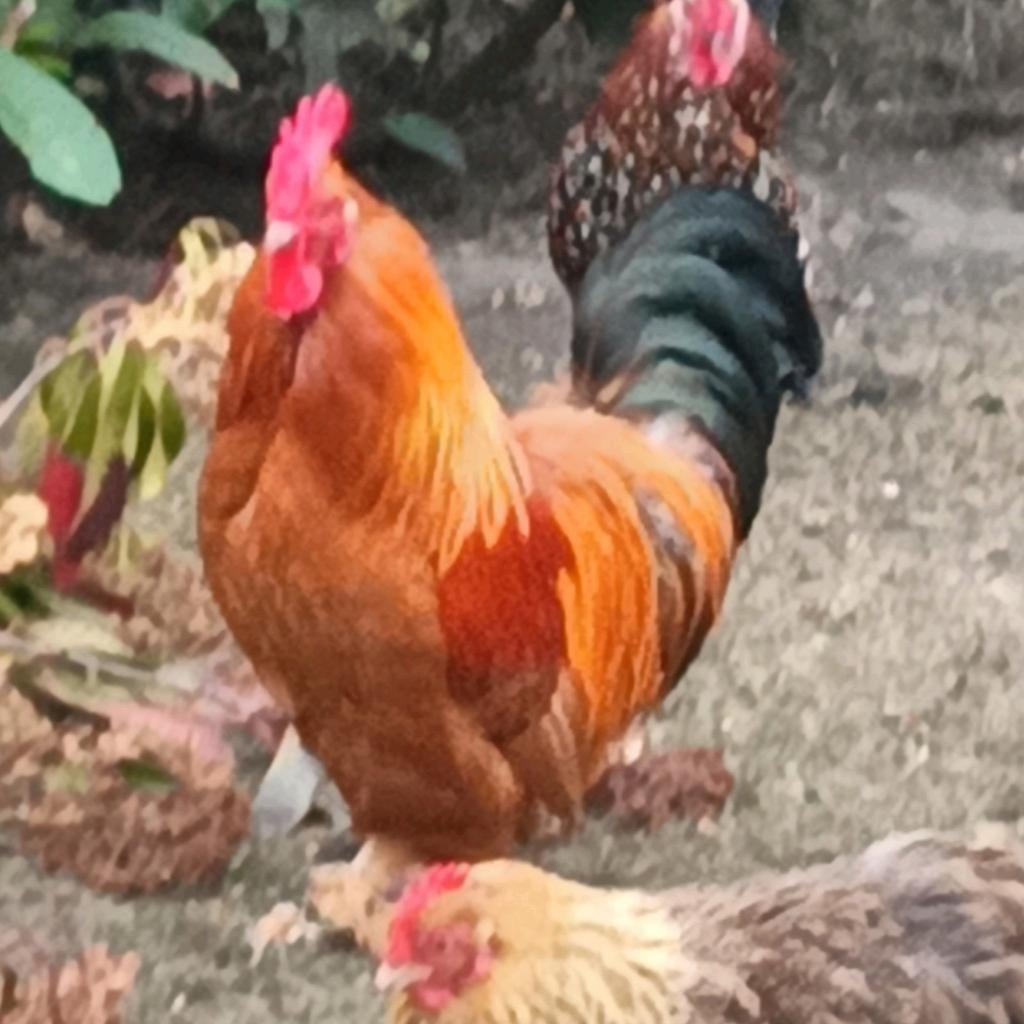 Hanen, Dieren en Toebehoren, Pluimvee