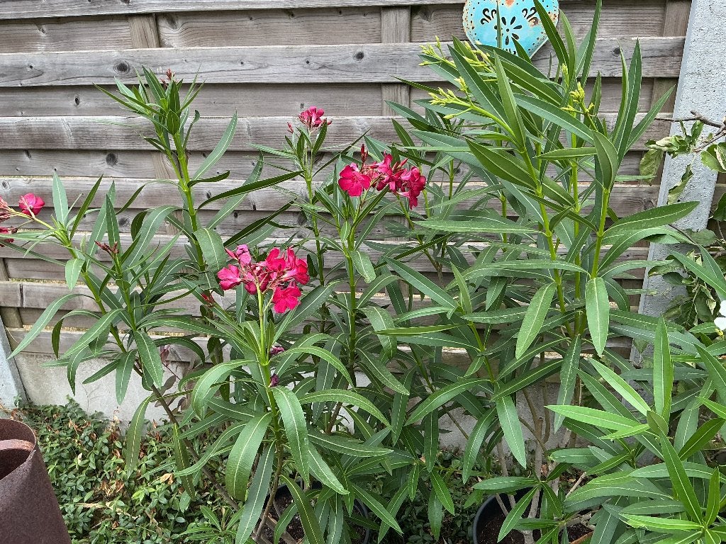 Olijfboom,oleander,keukenlaurier,agapanthus, Tuin en Terras, Ophalen