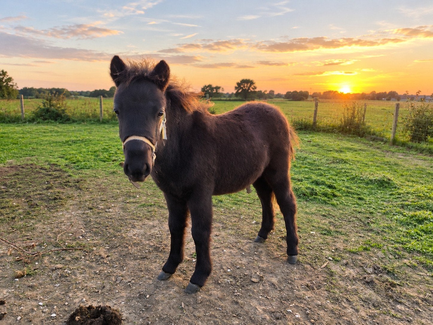 mini paardje hengst, Animaux & Accessoires, Avec puce électronique, Poney de récréation, Poney A (jusqu'à 1.17 m), Étalon