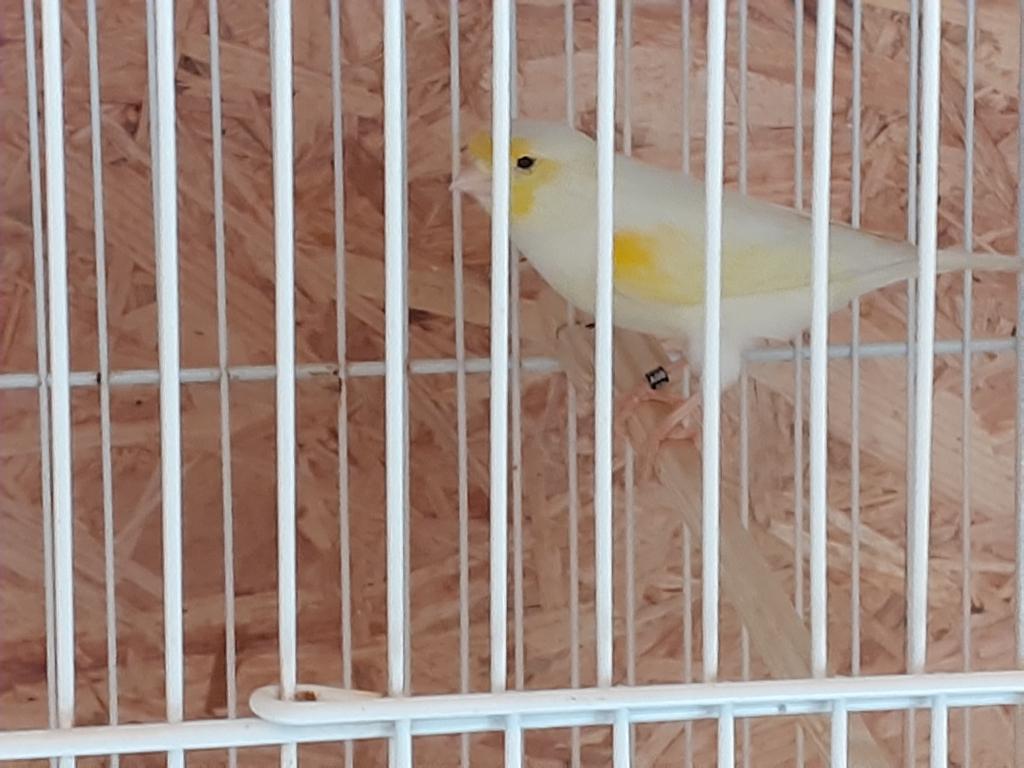 Koppel kanaries van 2025 - Geel mozaiek, Plusieurs animaux, Canari de couleur