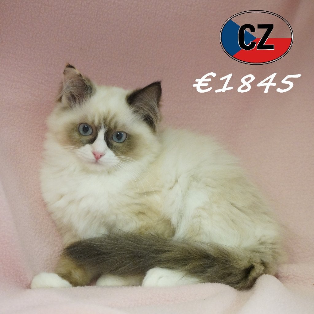 Ragdoll, magnifiques chatons à vendre, Plusieurs animaux, Vermifugé, 0 à 2 ans