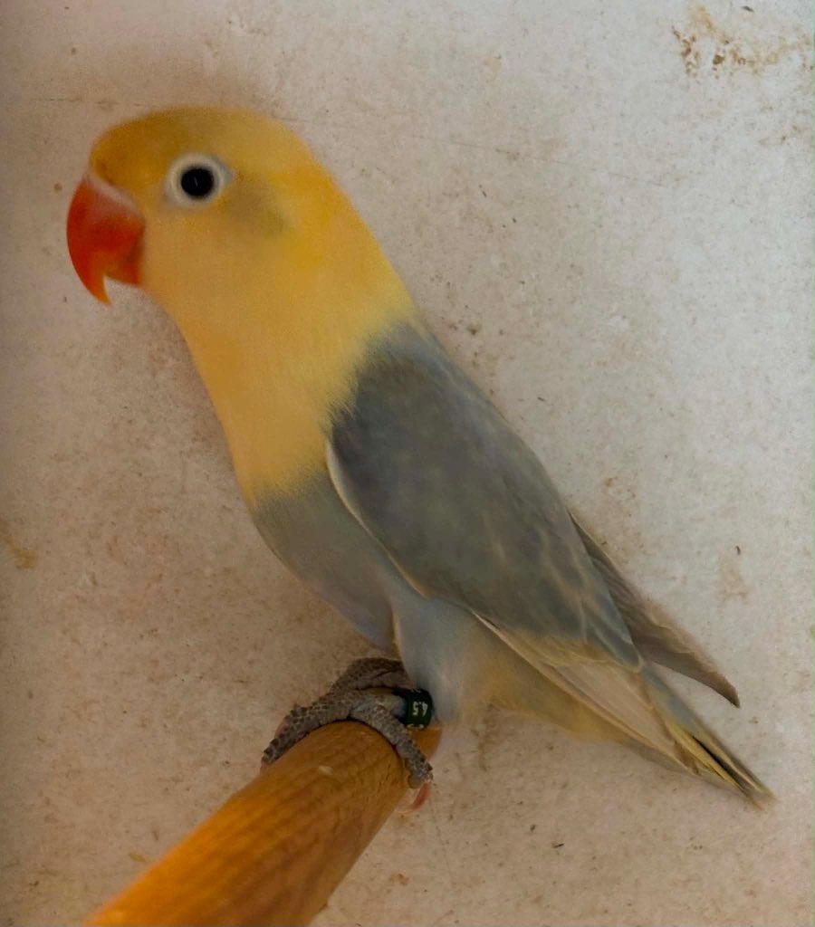 agapornis, Geslacht onbekend, Dwergpapegaai of Agapornis, Geringd