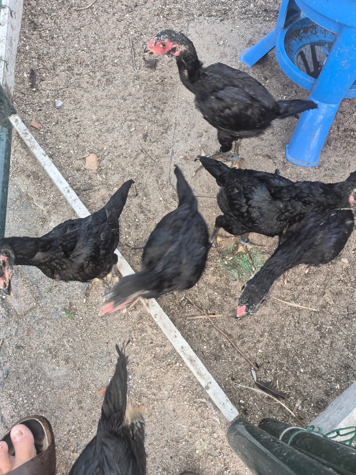 Shamo kuikens, Plusieurs animaux, Poule ou poulet