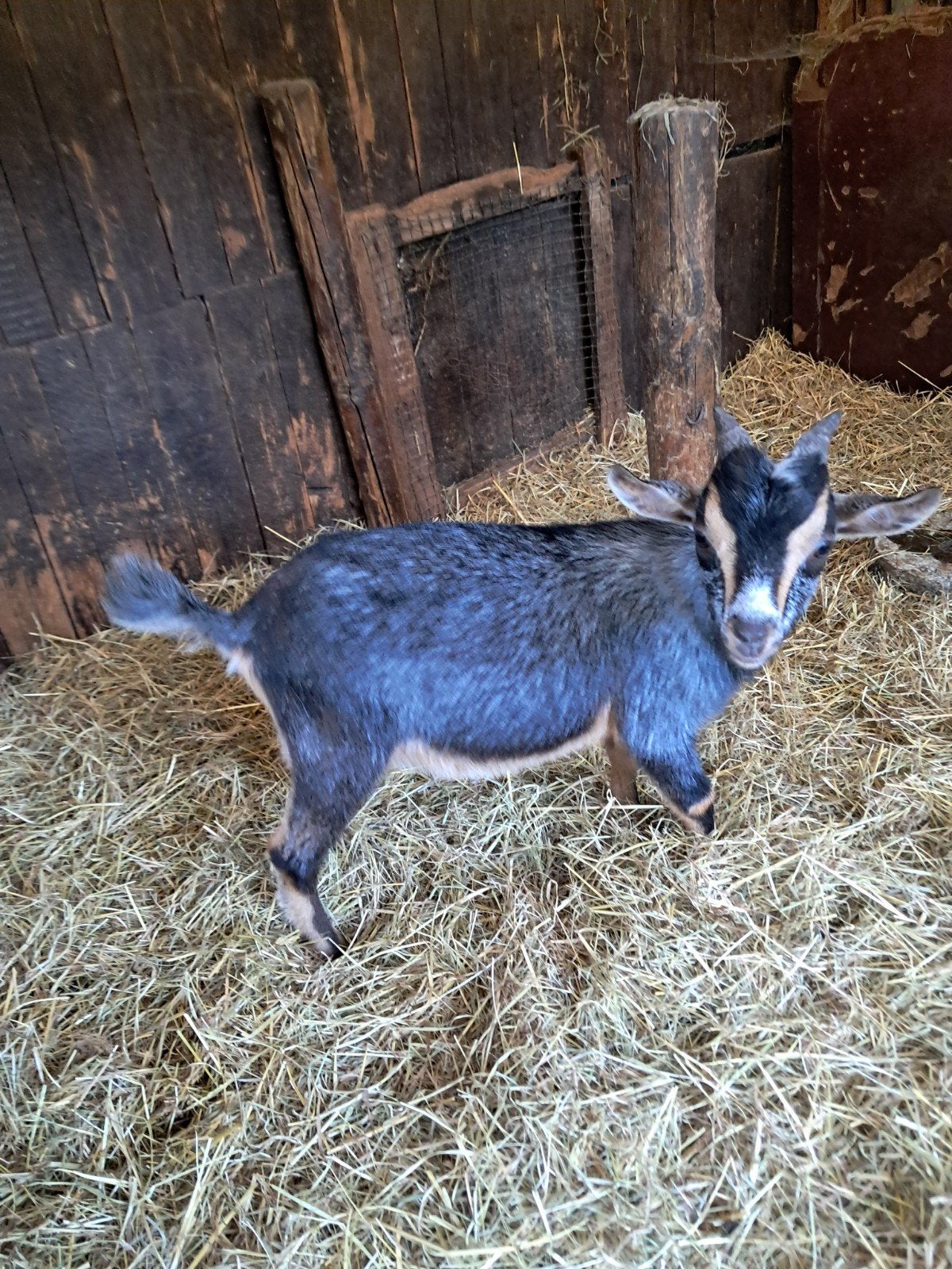 Mooi dwerggeitbokje, Dieren en Toebehoren
