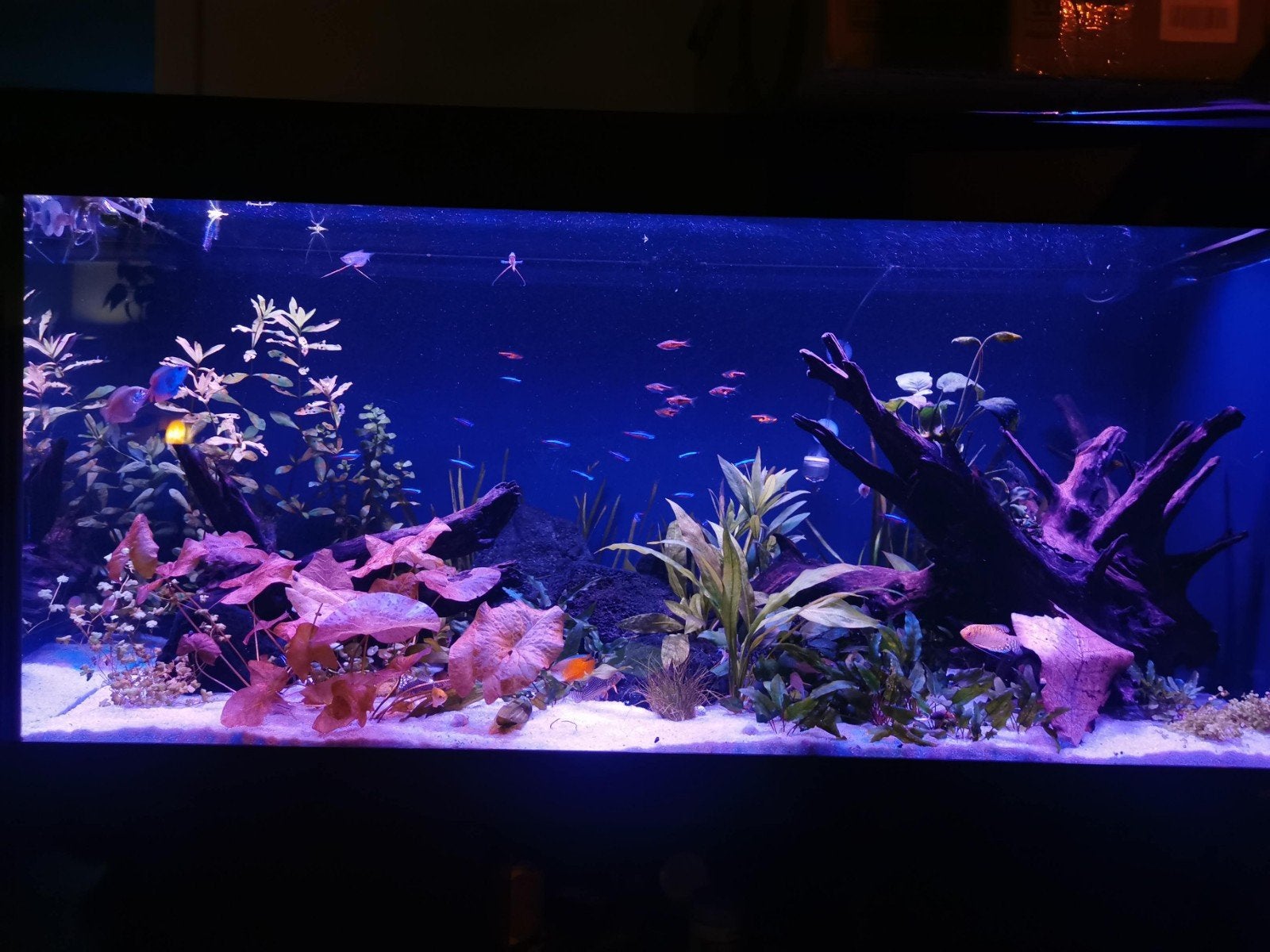 Juwel Rio 350l aquarium