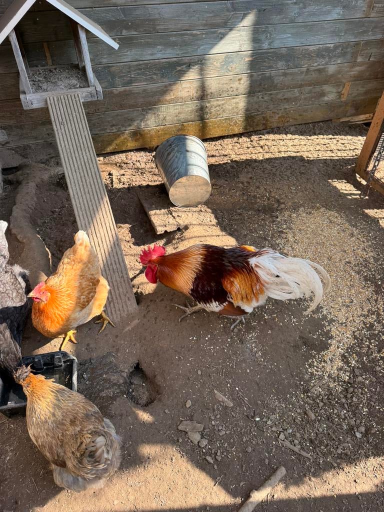 Gratis haan (ophalen Riemst ), Dieren en Toebehoren, Pluimvee
