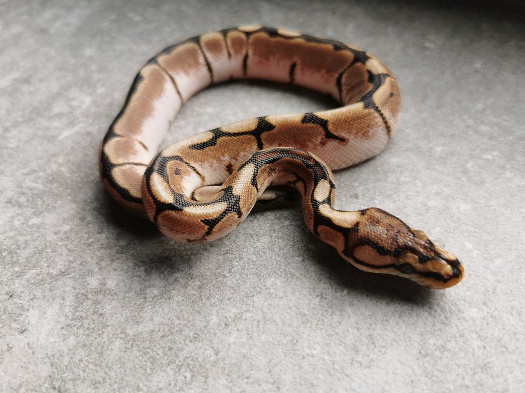 koningspython; python regius; 1.0 Spider (pos. het Biebald) Ball Python photo 4