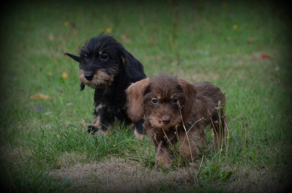 Chiots teckel à poil dur, Animaux & Accessoires, Maladie de Carré (chiens), Poils durs, Plusieurs, Nain