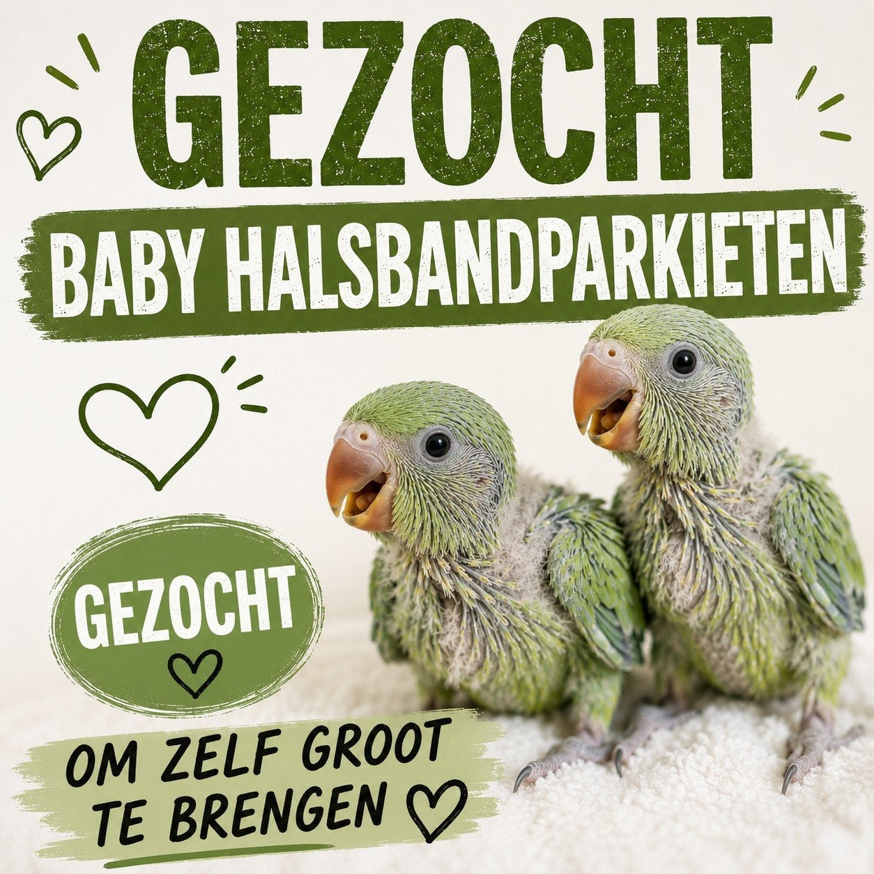 GEZOCHT: Baby halsbandparkieten, Dieren en Toebehoren, Vogels | Parkieten en Papegaaien