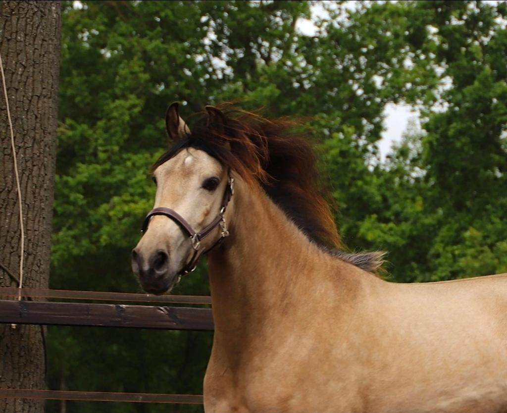 Andalusier /pre/cruzado/ruin, Dieren en Toebehoren, Ruin, Onbeleerd, Gechipt, 3 tot 6 jaar