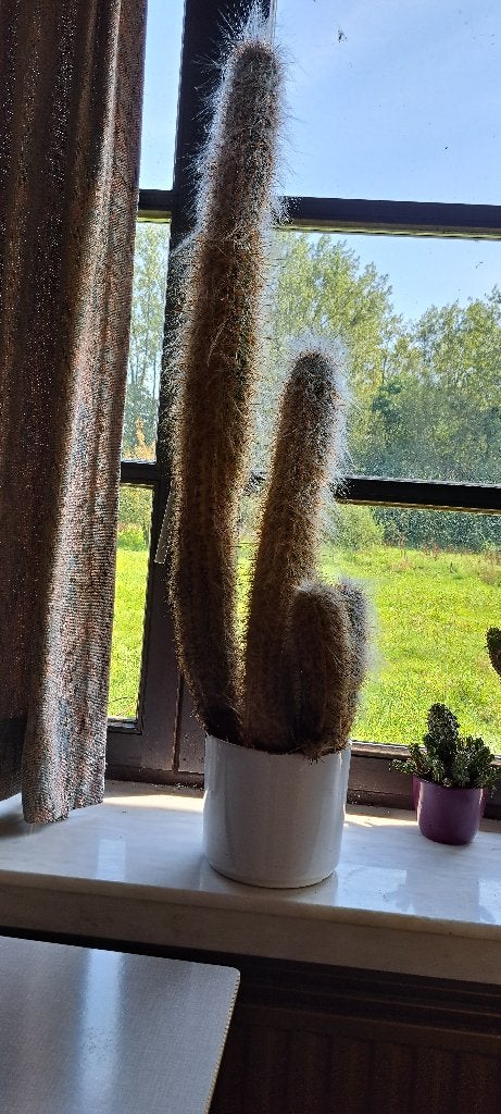 cactussen, Ophalen