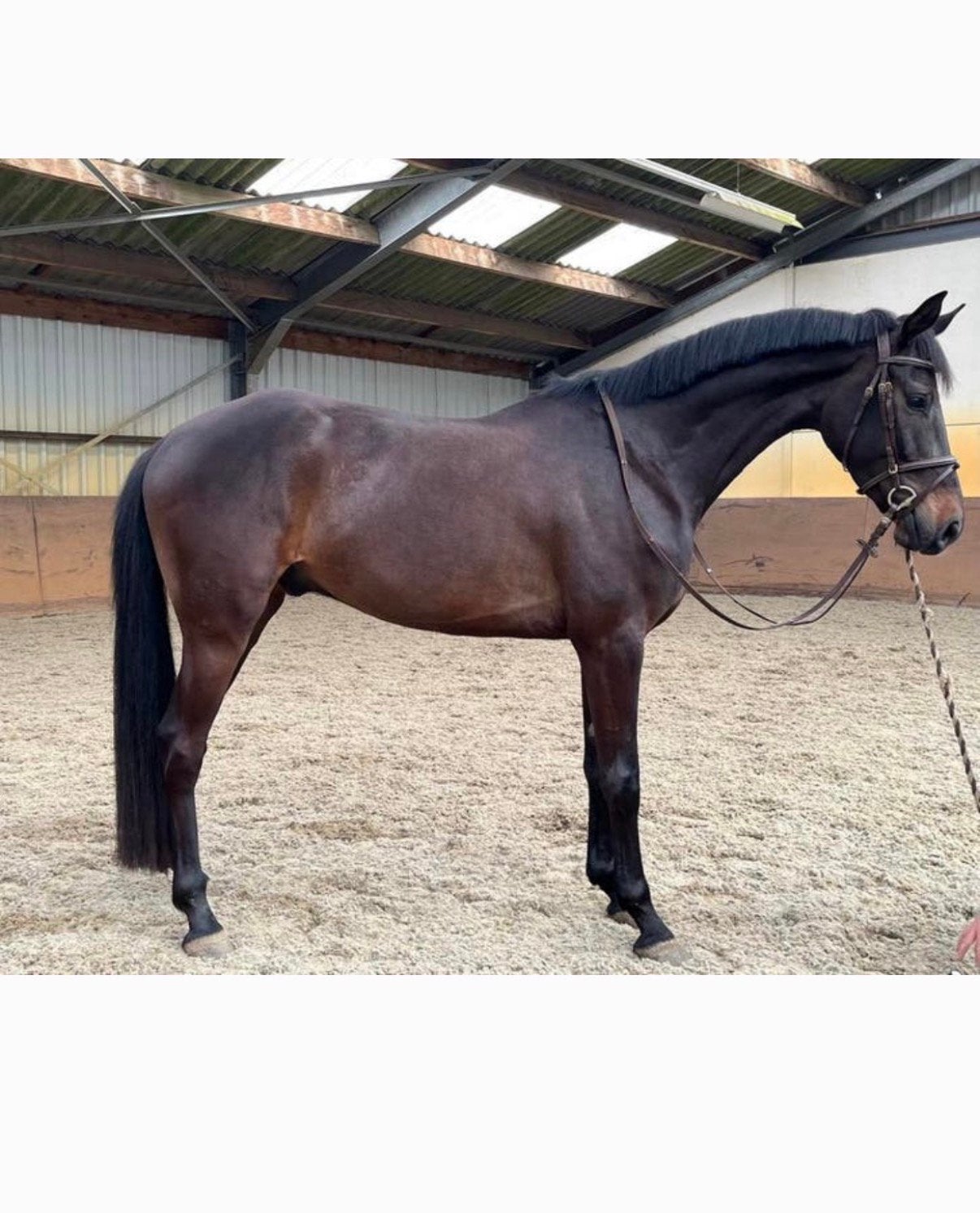 Dressuurpaard/springpaard te koop, Cheval de dressage, Débourré, 165 à 170 cm, 3 à 6 ans