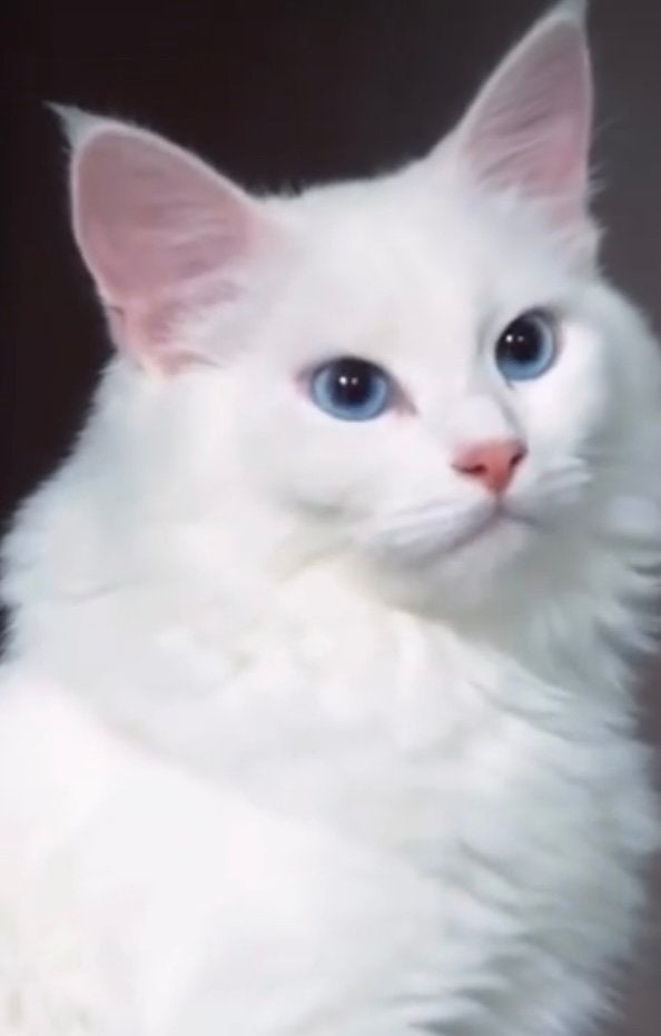 Neva Masquerade kattinnen te koop, Animaux & Accessoires, Chats & Chatons | Chats de race | Poil long, Plusieurs animaux, Avec pedigree