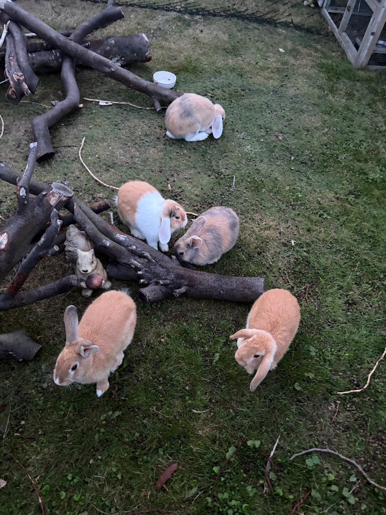 Jonge konijnen, Dieren en Toebehoren, Meerdere dieren, Middelgroot, Hangoor, 0 tot 2 jaar