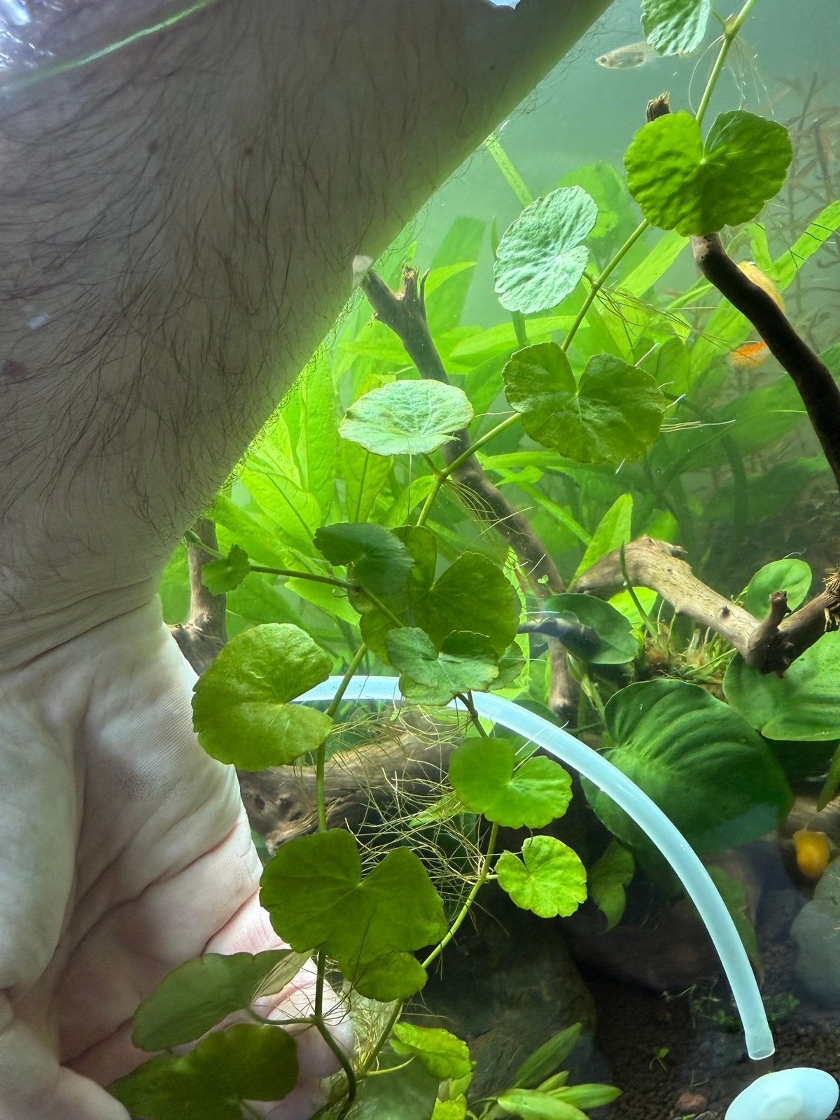 Aquariumplanten - Hydrocotyle leucocephala