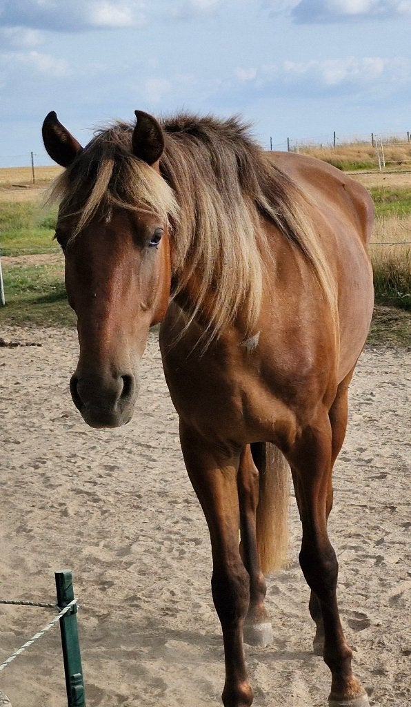 Rocky Mountain Horse, Avec puce électronique, Hongre, Moins de 160 cm, Ne s'applique pas